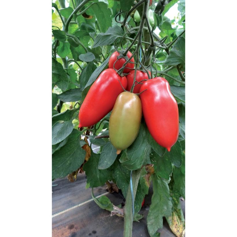 Tomate Gagliardo F1 (Veredelte Tomate) (Wuchs)