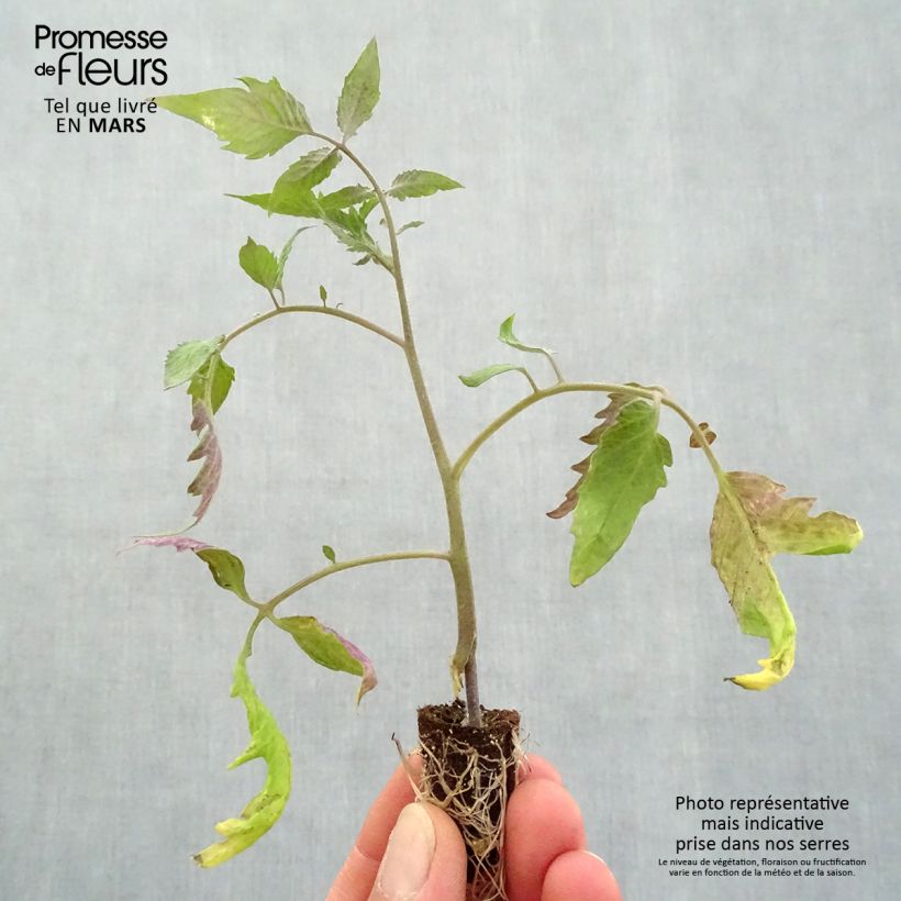 Exemplar von Tomate Gagliardo F1 (Veredelte Tomate) Mini-Plug Ø 1,5/2,5 cm wie im Frühjahr geliefert