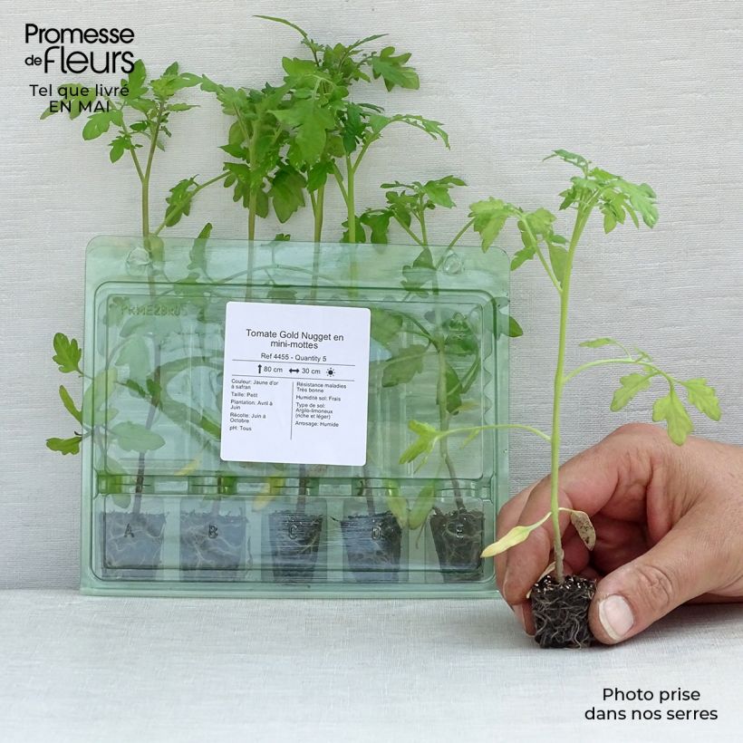 Exemplar von Kirschtomate Gold Nugget Mini-Plug Ø 3/4 cm wie im Frühjahr geliefert