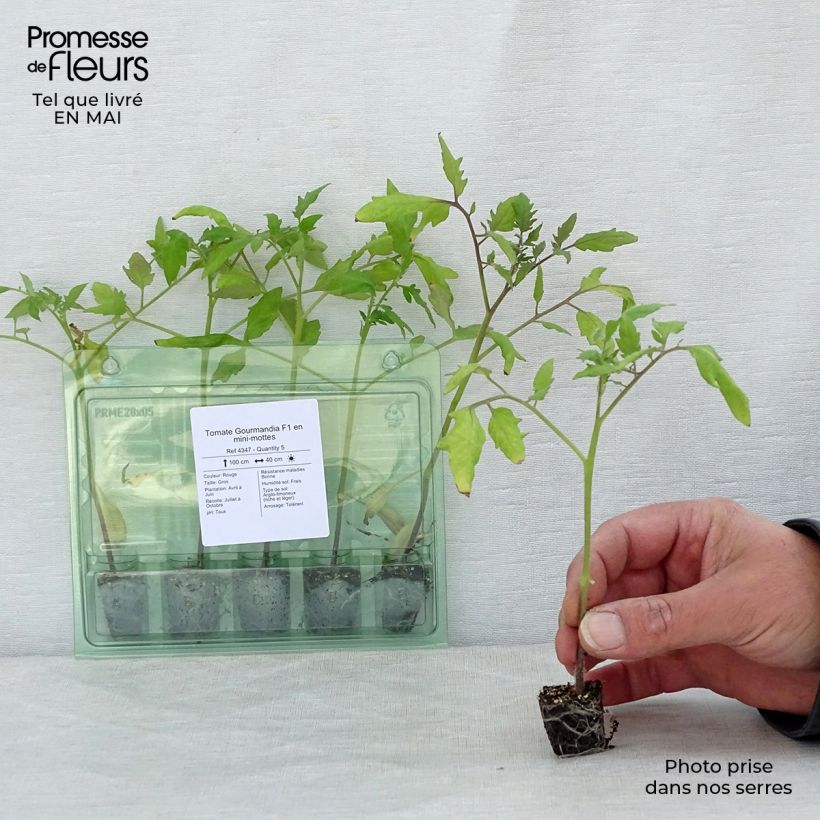 Exemplar von Tomate Gourmandia Mini-Plug Ø 3/4 cm wie im Frühjahr geliefert