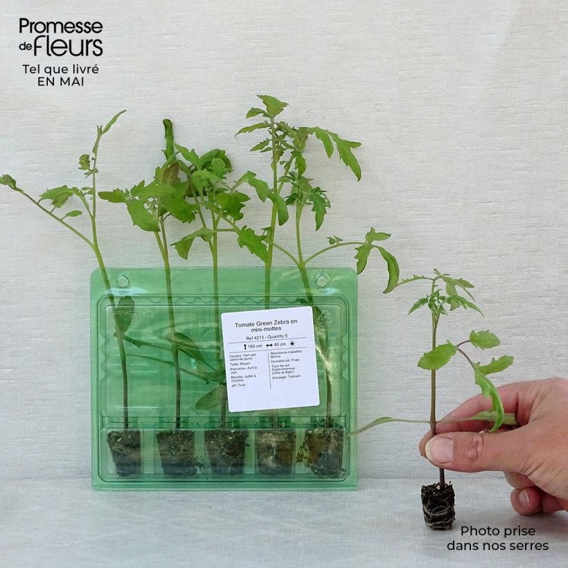 Example of Tomate Green Zebra (Pflanzen) Mini-Plug Ø 3/4 cm as you get in printemps