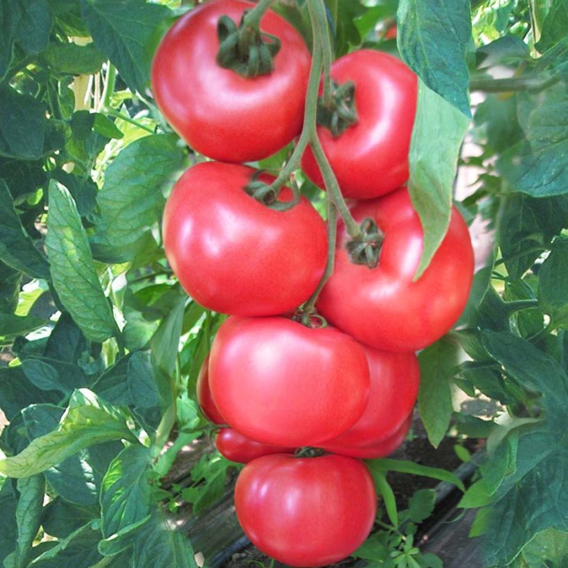 Tomate Honey Moon F1 (Pflanzen) (Harvest)