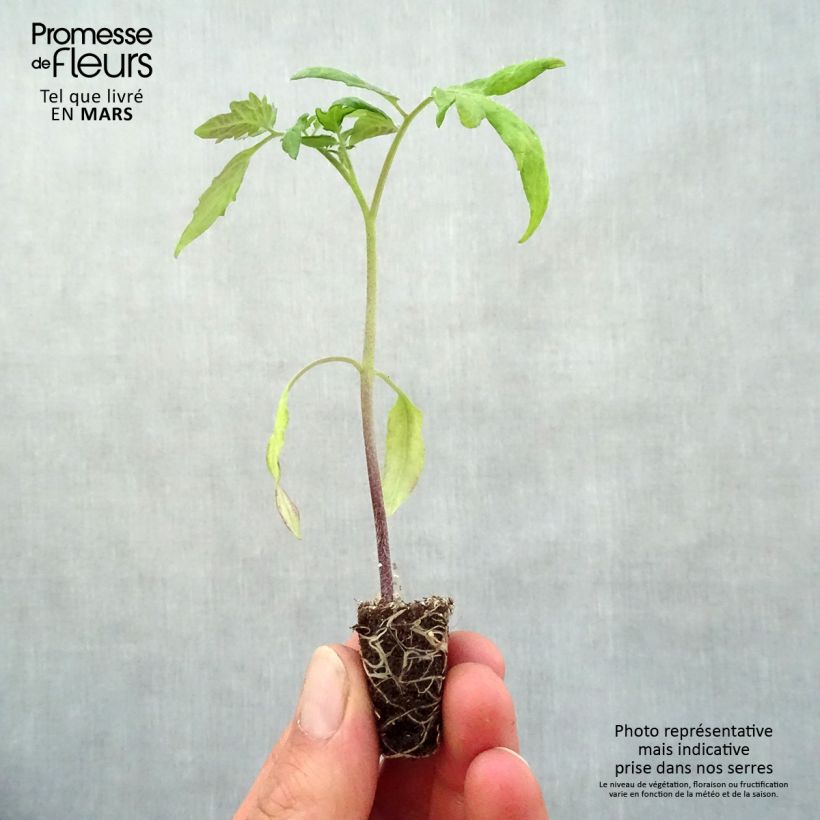 Exemplar von Tomate Lemon Boy F1 (Pflanzen) Mini-Plug Ø 3/4 cm wie im Frühjahr geliefert