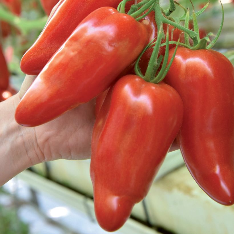 Tomate Licorna F1 Pflanzen (Ernte)