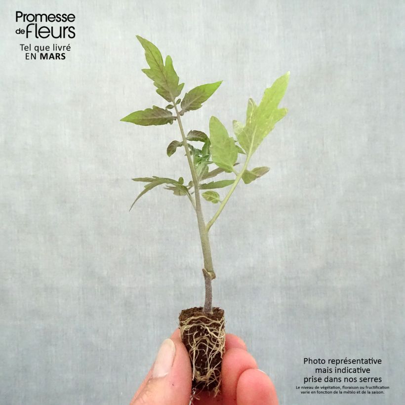 Example of Tomate Maestria (Veredelte Tomate) Mini-Plug Ø 1,5/2,5 cm as you get in printemps