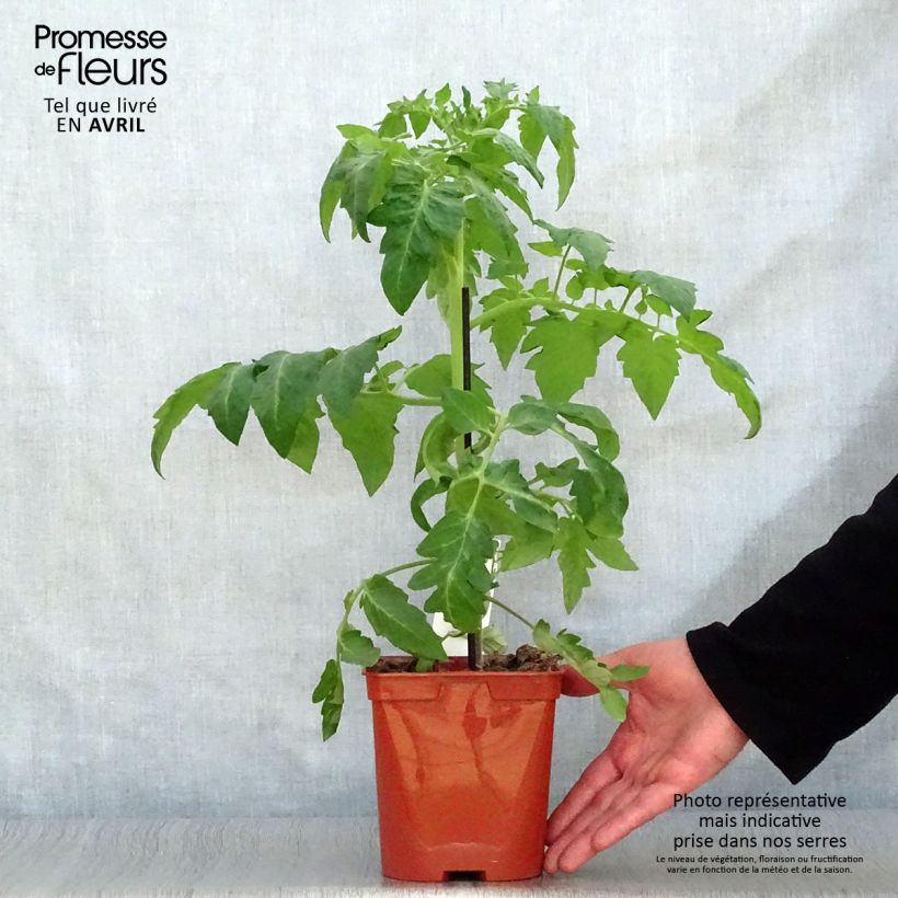 Example of Tomate Maestria (Veredelte Tomate) Topf mit 2L/3L as you get in printemps