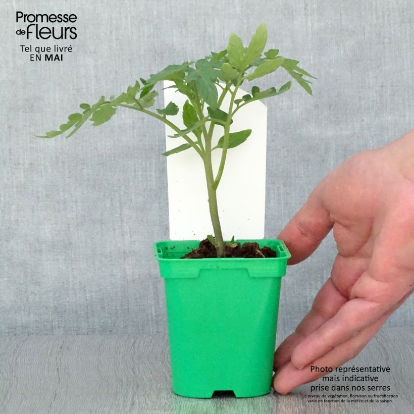 Example of Tomate Maestria Topf 10 cm/11cm as you get in printemps