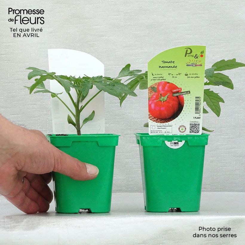 Exemplar von Tomate Marmande (Pflanzen) Topf 10 cm/11cm wie im Frühjahr geliefert