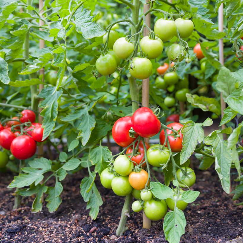 Tomate Moneymaker (BIO Samen) (Wuchs)