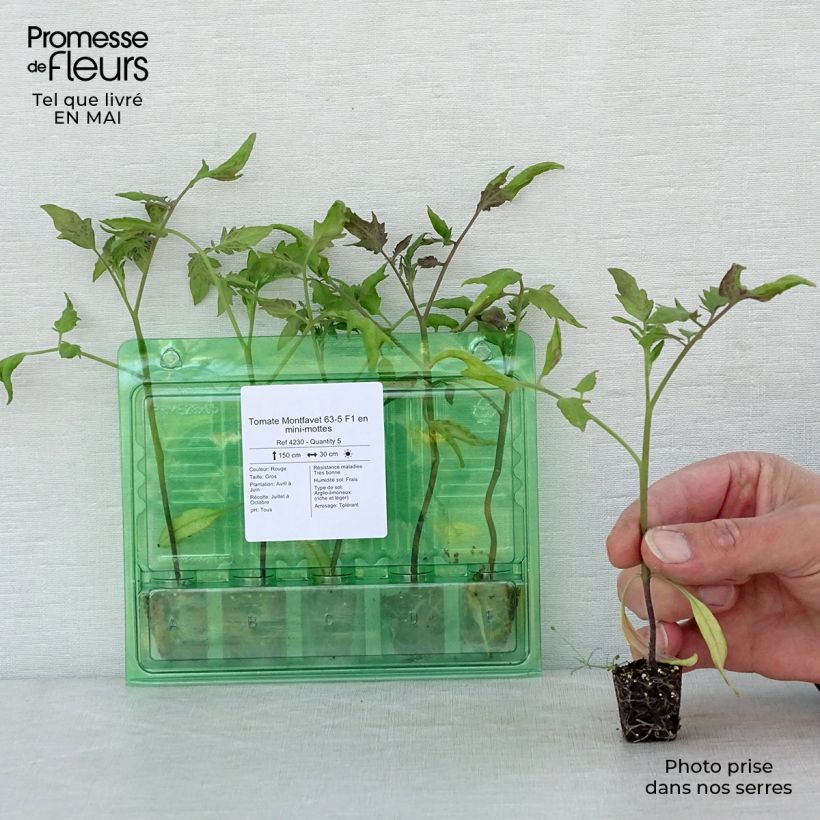 Example of Tomate Montfavet 63-5 Mini-Plug Ø 3/4 cm as you get in printemps