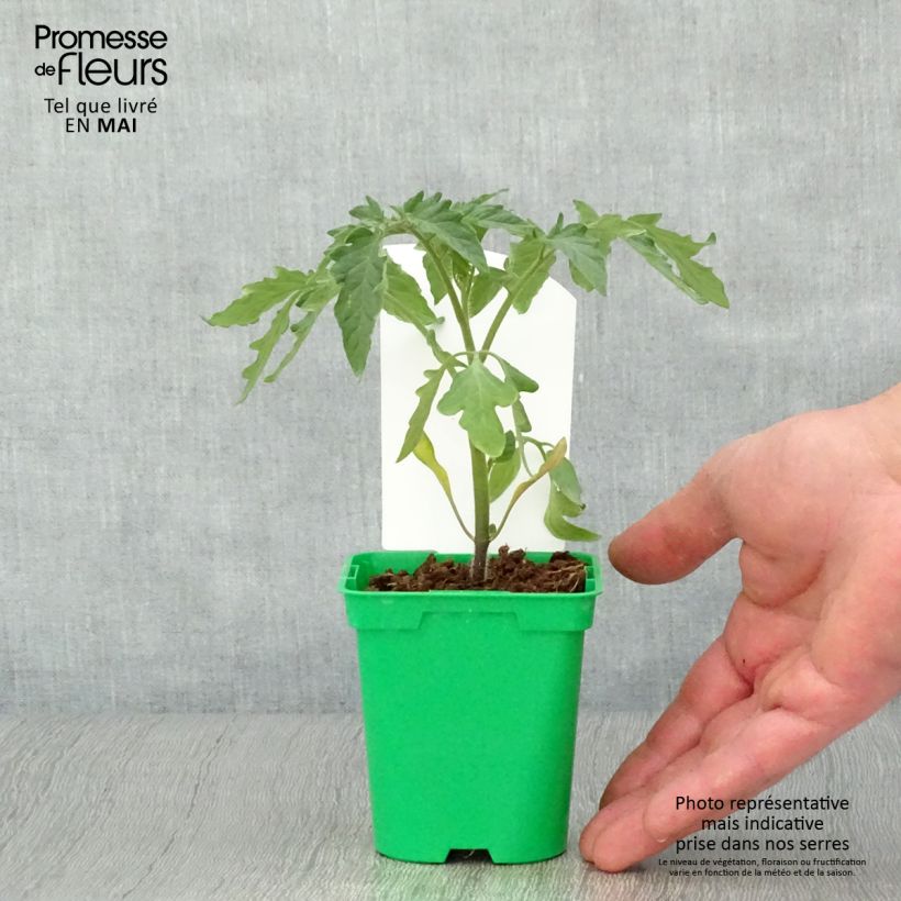 Example of Tomate Montfavet 63-5 Topf 10 cm/11cm as you get in printemps