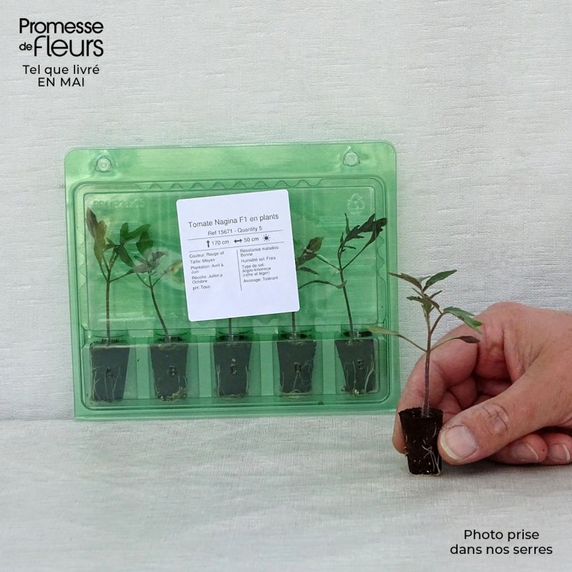 Example of Tomate Nagina F1 Mini-Plug Ø 1,5/2,5 cm as you get in printemps