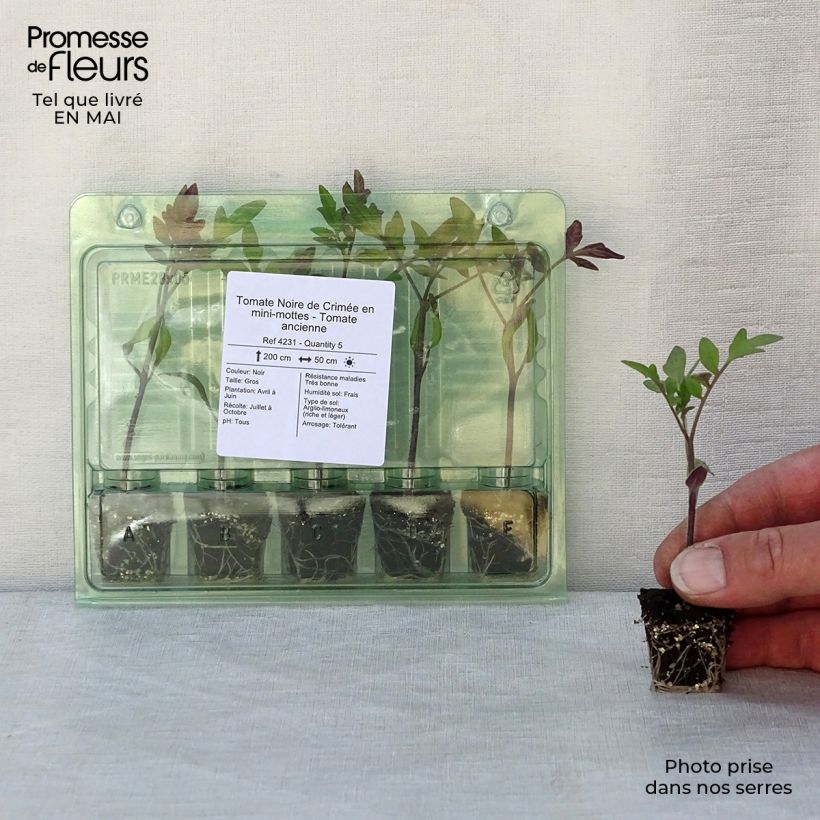 Exemplar von Tomate Noire de Crimée (Pflanzen) Mini-Plug Ø 3/4 cm wie im Frühjahr geliefert
