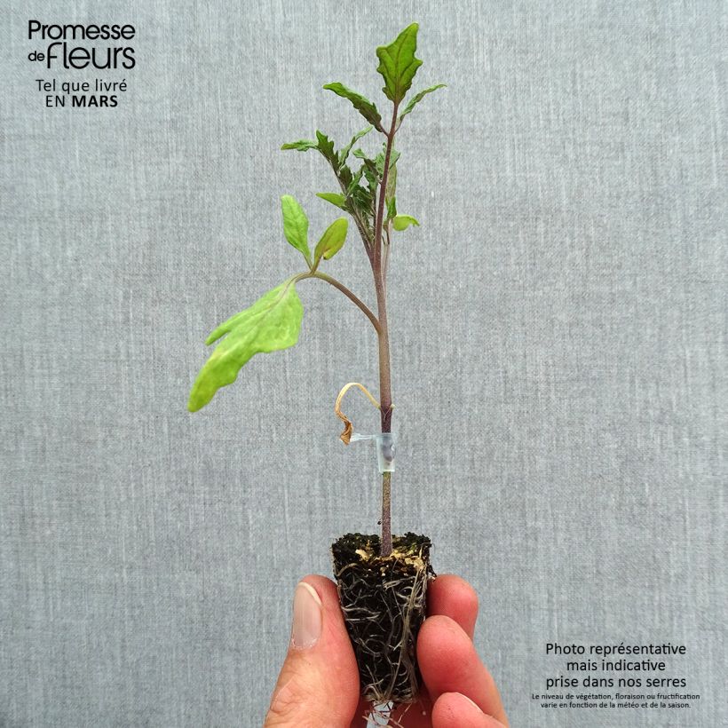 Example of Tomate Ochsenherz Orange (Veredelte Tomate) Mini-Plug Ø 3/4 cm as you get in printemps