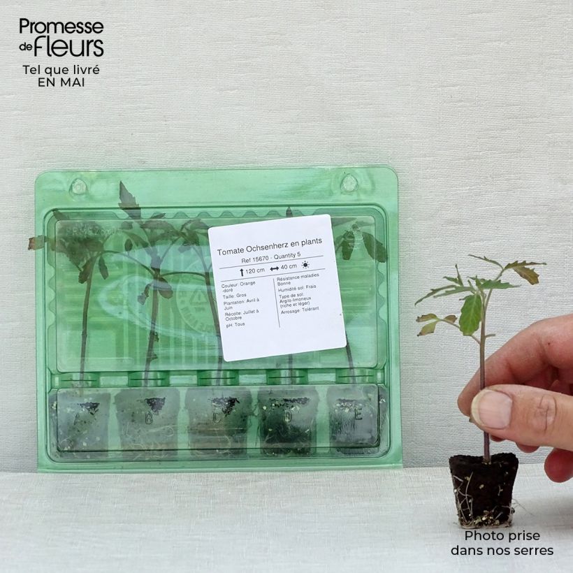 Exemplar von Tomate Ochsenherz Mini-Plug Ø 3/4 cm wie im Frühjahr geliefert