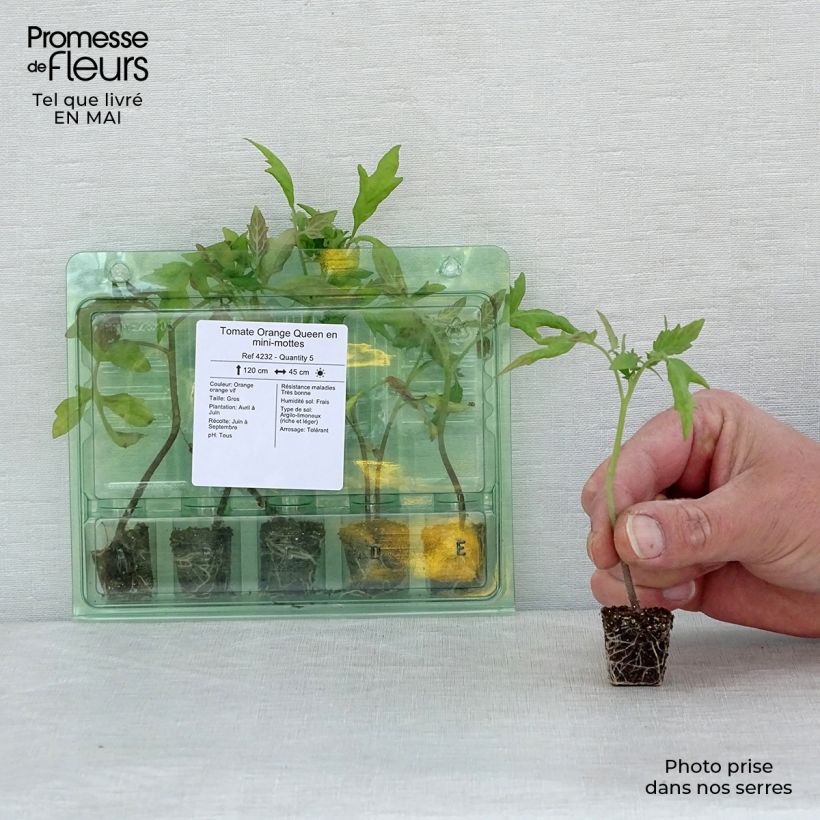 Exemplar von Tomate Orange Queen Mini-Plug Ø 3/4 cm wie im Frühjahr geliefert