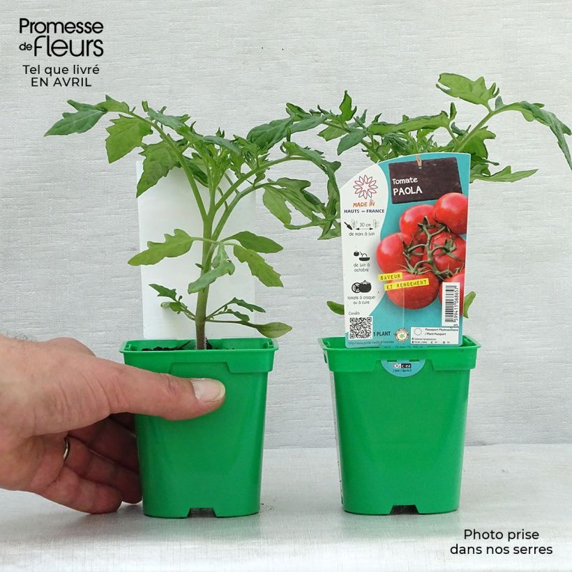 Exemplar von Tomate Paola F1 (Pflanzen) Topf 10 cm/11cm wie im Frühjahr geliefert