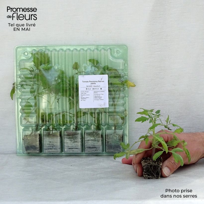Example of Tomate Pendulina Red Mini-Plug Ø 3/4 cm as you get in printemps