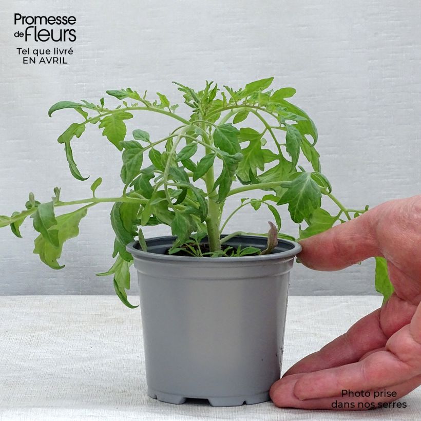 Example of Tomate Pendulina Red Kleine Töpfe von 8/9 cm as you get in printemps