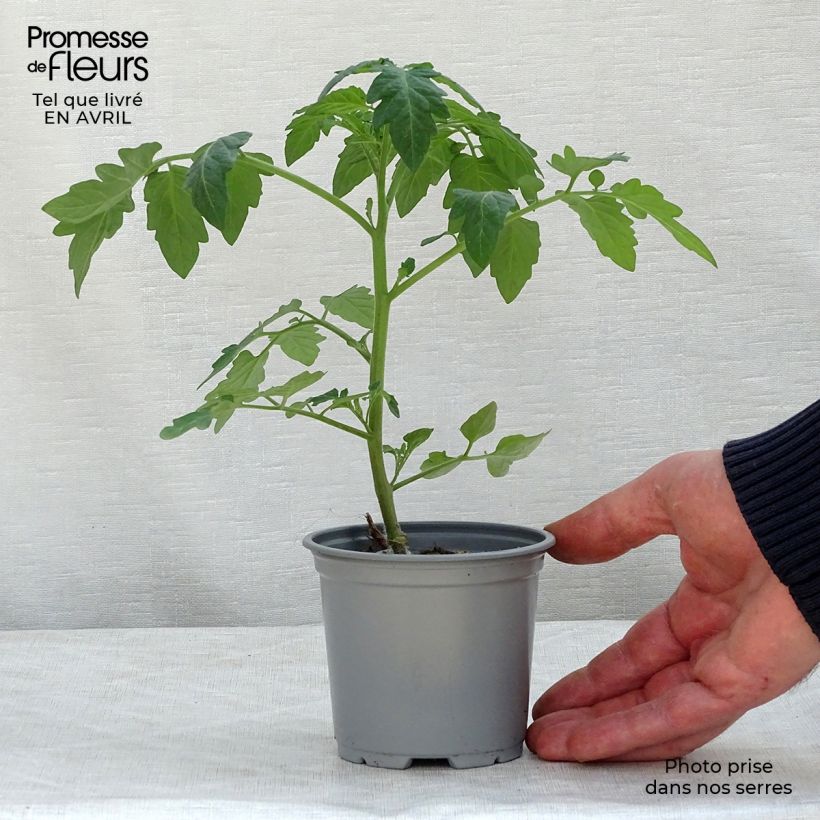 Example of Kirschtomate Pepe F1 (Veredelte Tomate) Kleine Töpfe von 8/9 cm as you get in printemps