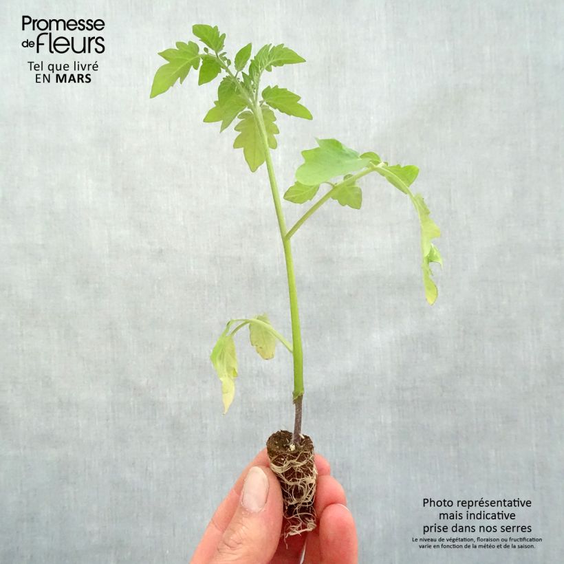 Example of Kirschtomate Pepe F1 (Veredelte Tomate) Mini-Plug Ø 1,5/2,5 cm as you get in printemps
