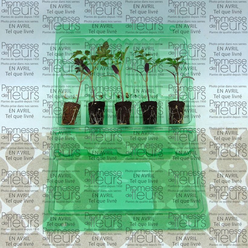 Beispiel eines Exemplars von Kirschtomate Pepe (Pflanzen) Mini-Plug Ø 3/4 cm wie geliefert