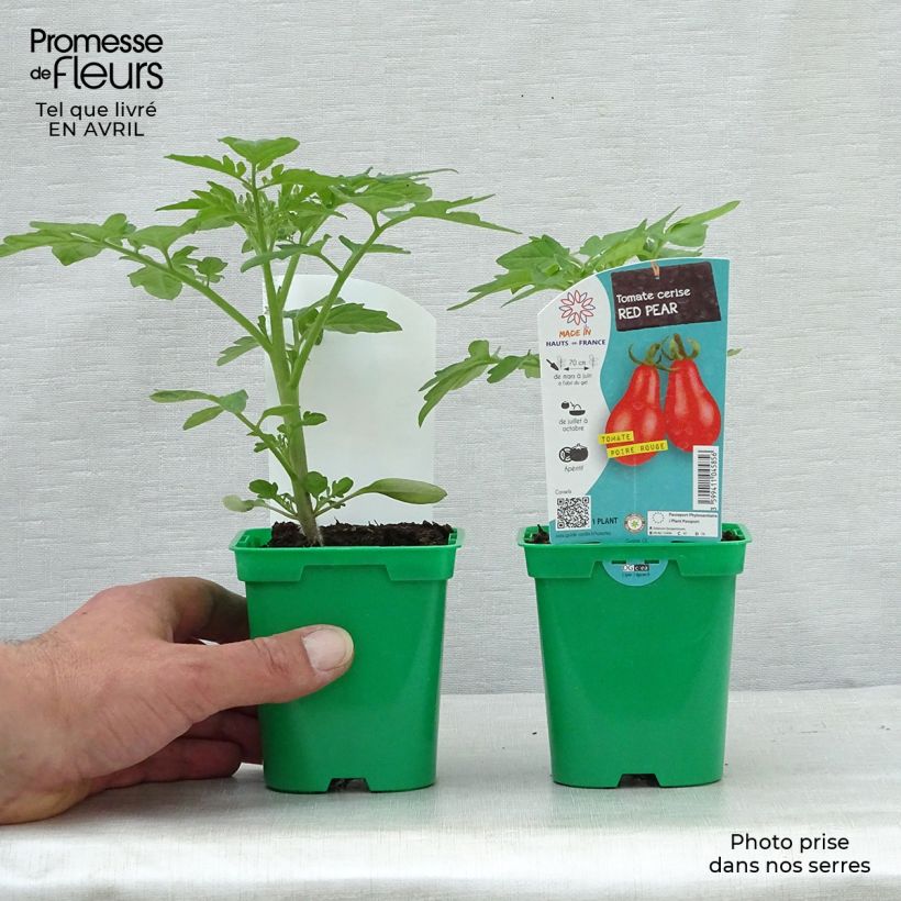 Example of Kirschtomate Poire Rouge (Pflanzen) Topf 10 cm/11cm as you get in printemps