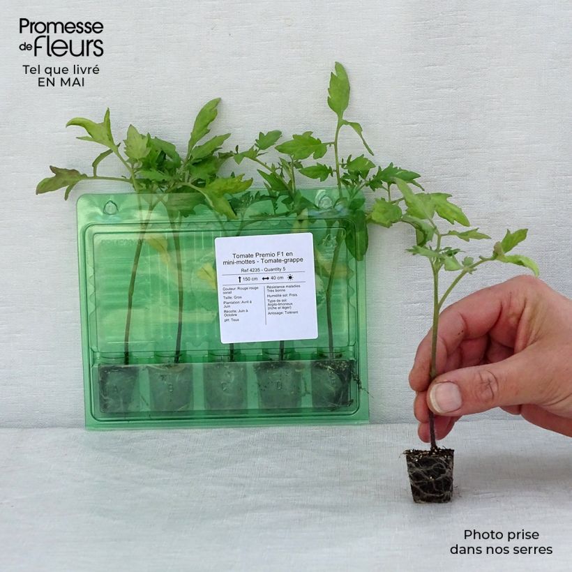 Example of Tomate Premio (Pflanzen) Mini-Plug Ø 3/4 cm as you get in printemps
