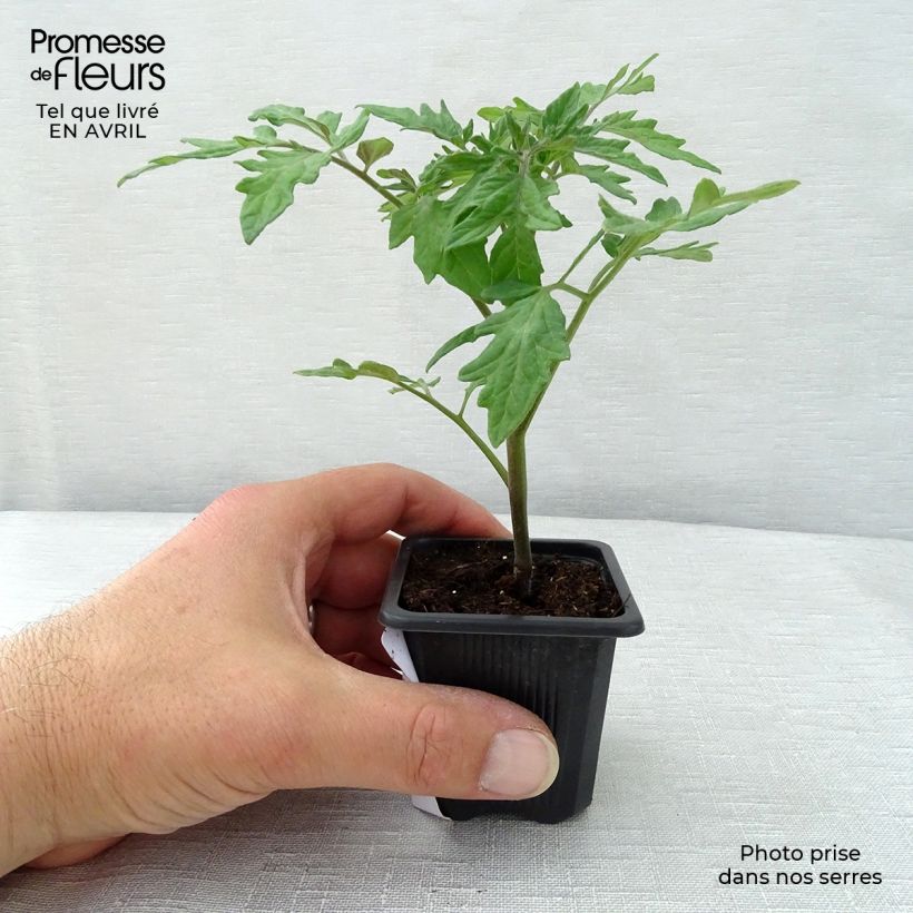 Example of Tomate Premio (Pflanzen) Topf 10 cm/11cm as you get in printemps
