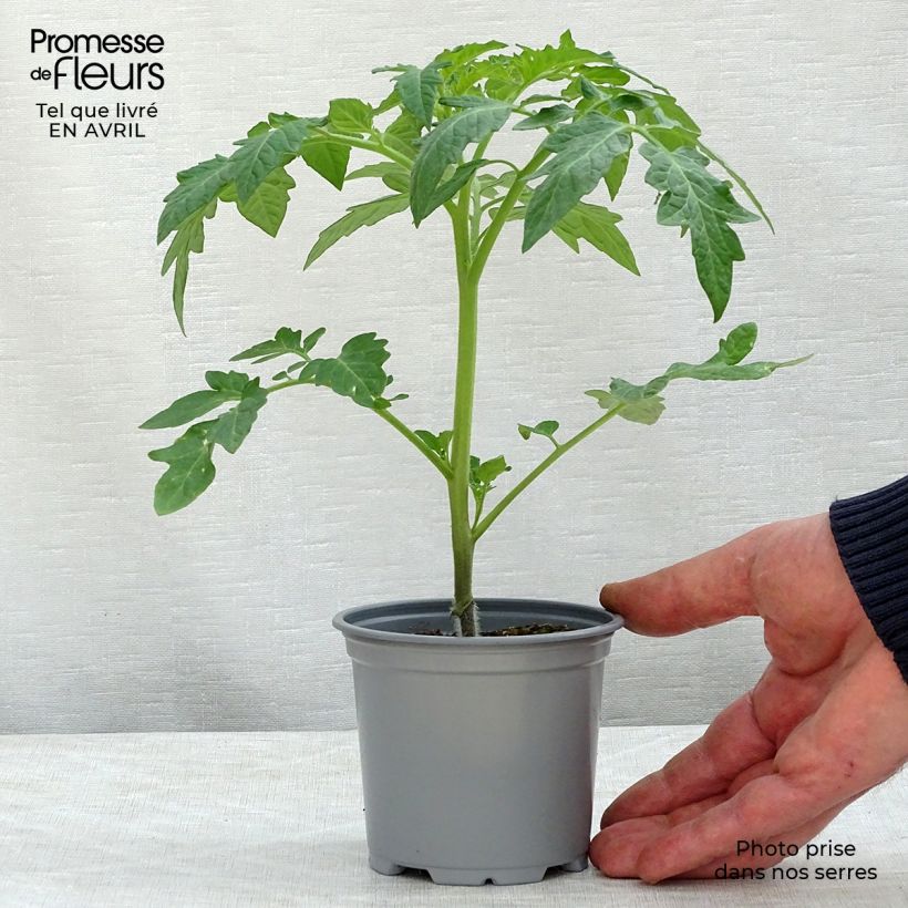 Example of Tomate Previa (Veredelte Tomate) Kleine Töpfe von 8/9 cm as you get in printemps