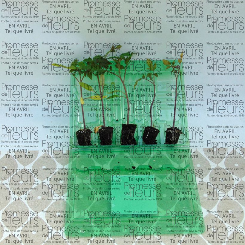 Example of Tomate Previa (Pflanzen) Mini-Plug Ø 3/4 cm as you get