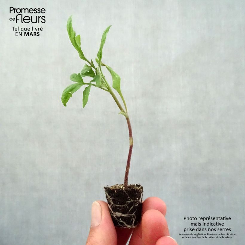 Example of Tomate Prune noire Mini-Plug Ø 3/4 cm as you get in printemps