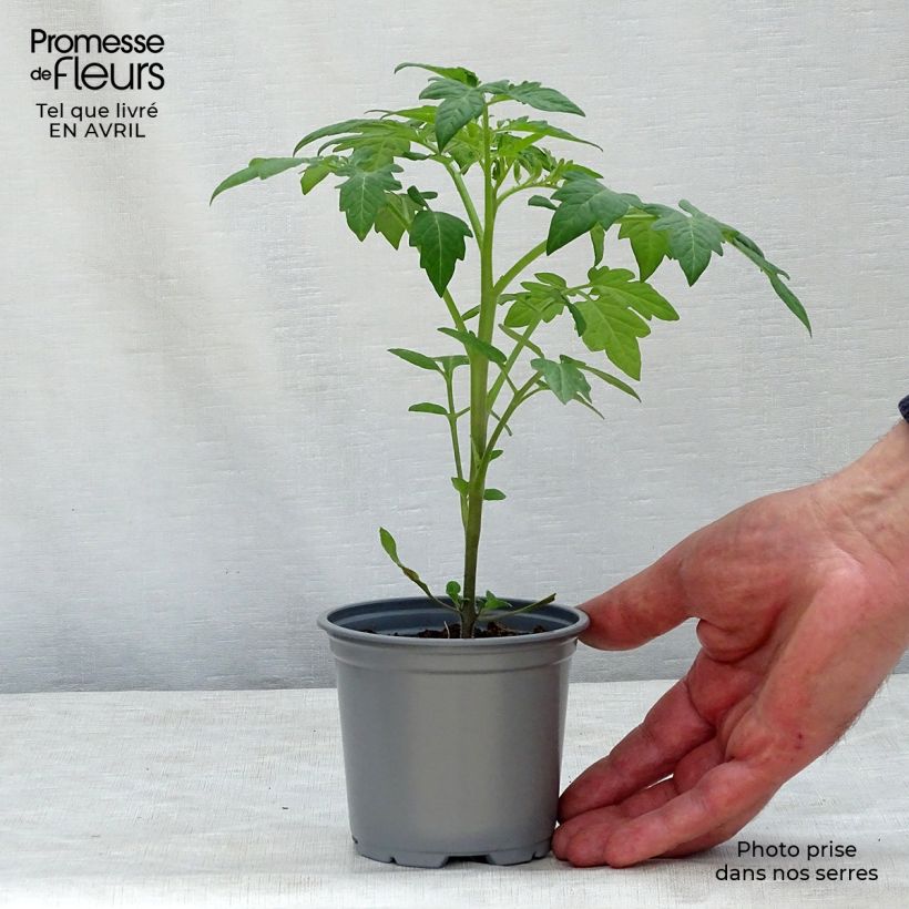 Example of Tomate Prune noire Topf 10 cm/11cm as you get in printemps