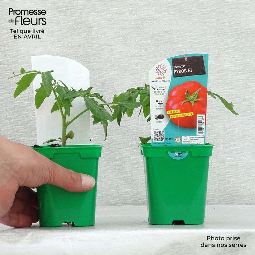 Exemplar von Tomate Pyros (Pflanzen) Topf 10 cm/11cm wie im Frühjahr geliefert