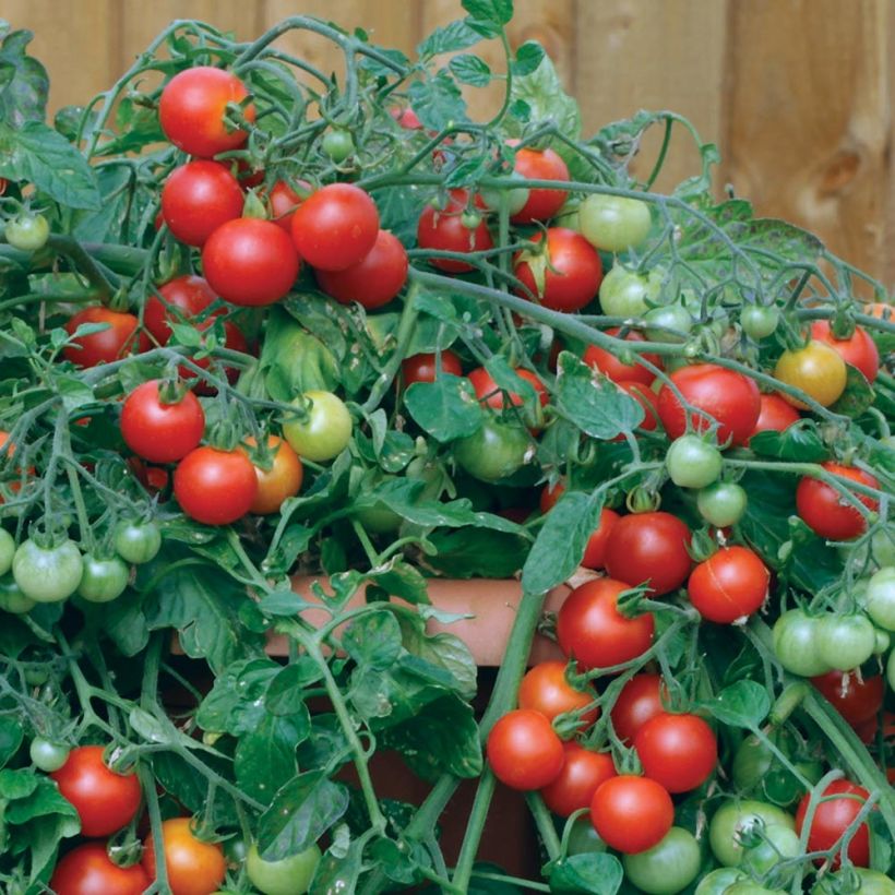 Kirschtomate Red Profusion F1 (Ernte)