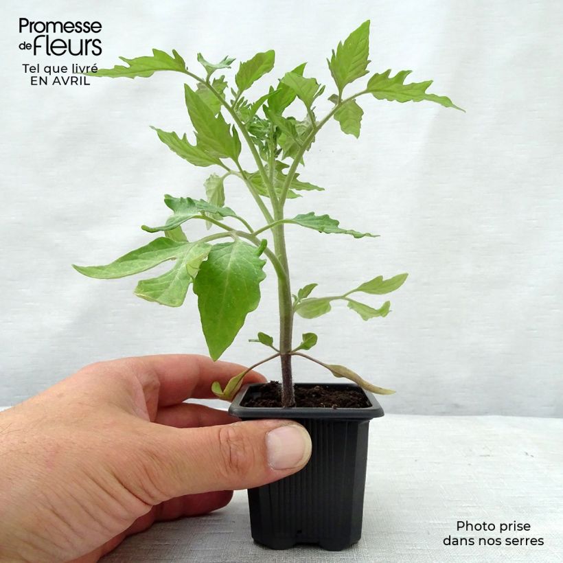 Example of Tomate Roma Kleine Töpfe von 7/8 cm as you get in printemps