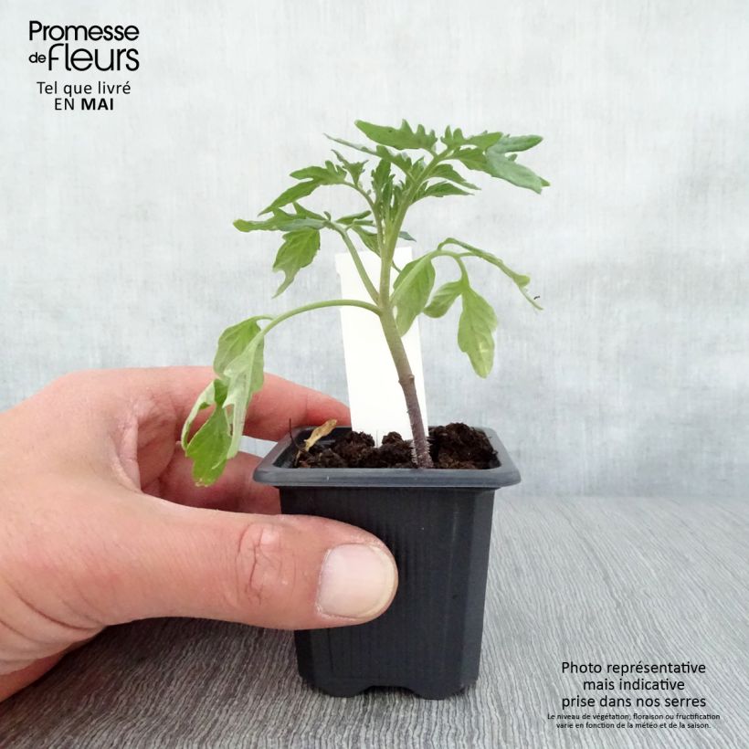 Example of Tomate Rose de Berne (Pflanzen) Kleine Töpfe von 7/8 cm as you get in printemps
