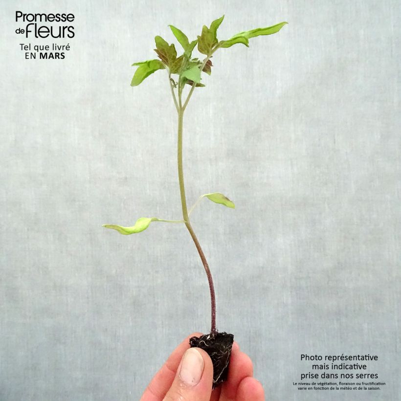 Example of Tomate Rose de Berne (Pflanzen) Mini-Plug Ø 3/4 cm as you get in printemps