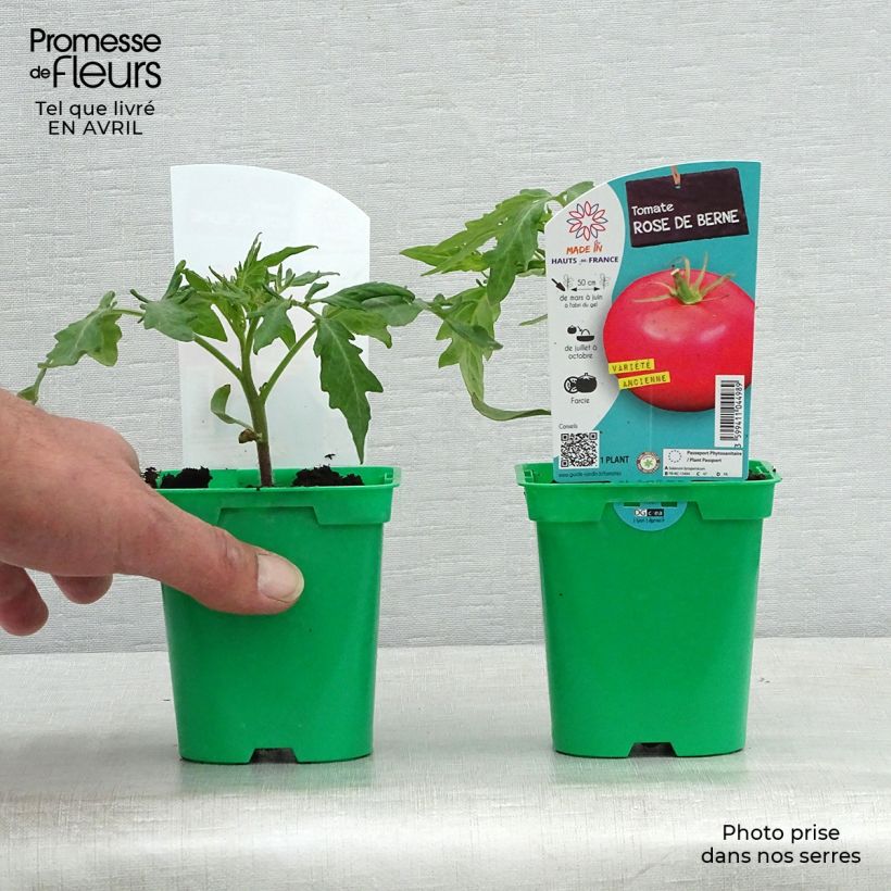 Example of Tomate Rose de Berne (Pflanzen) Topf 10 cm/11cm as you get in printemps