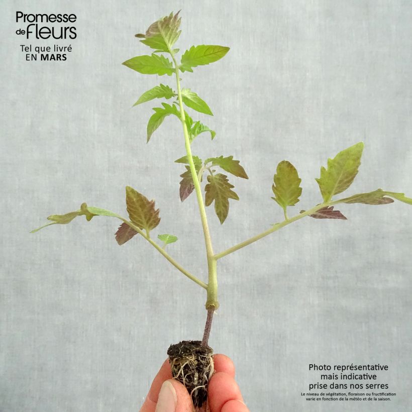 Example of Tomate Russe rouge Bio (Veredelte Tomate) Mini-Plug Ø 1,5/2,5 cm as you get in printemps