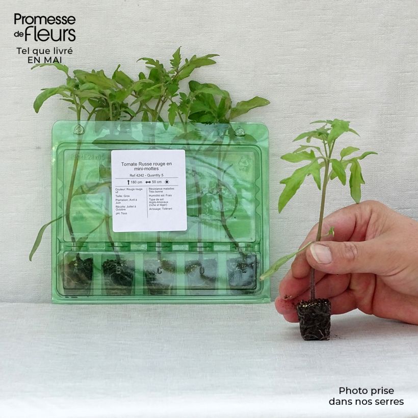 Example of Tomate Russe rouge (Pflanzen) Mini-Plug Ø 3/4 cm as you get in printemps