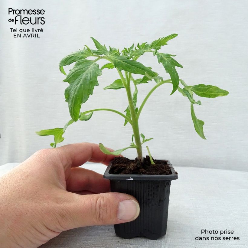 Example of Tomate Saint-Pierre (Pflanzen) Kleine Töpfe von 7/8 cm as you get in printemps