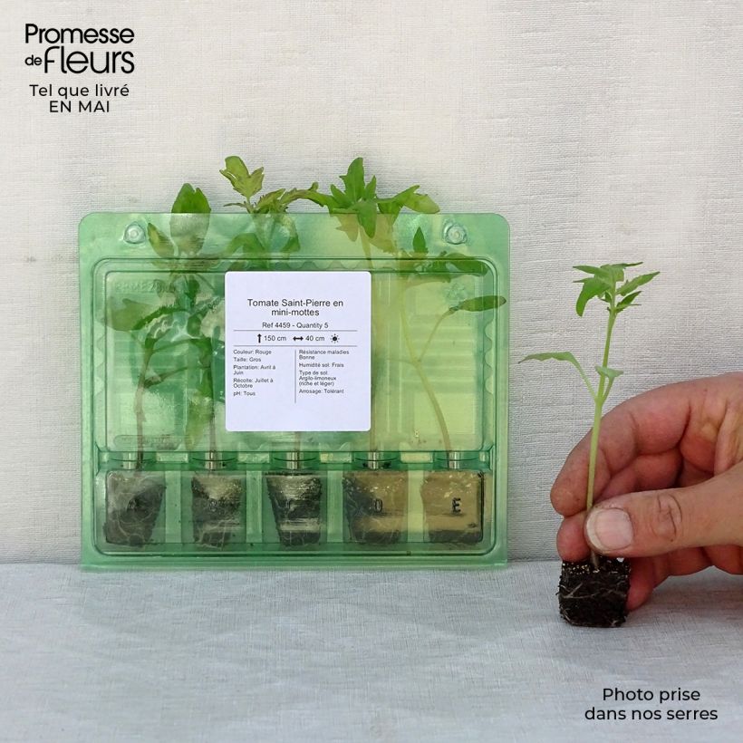 Example of Tomate Saint-Pierre (Pflanzen) Mini-Plug Ø 3/4 cm as you get in printemps