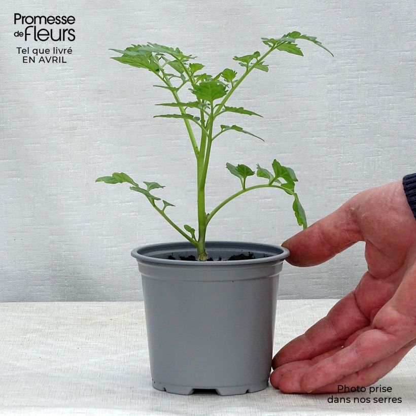 Exemplar von Kirschtomate Santonio F1 (Veredelte Tomate) Kleine Töpfe von 8/9 cm wie im Frühjahr geliefert