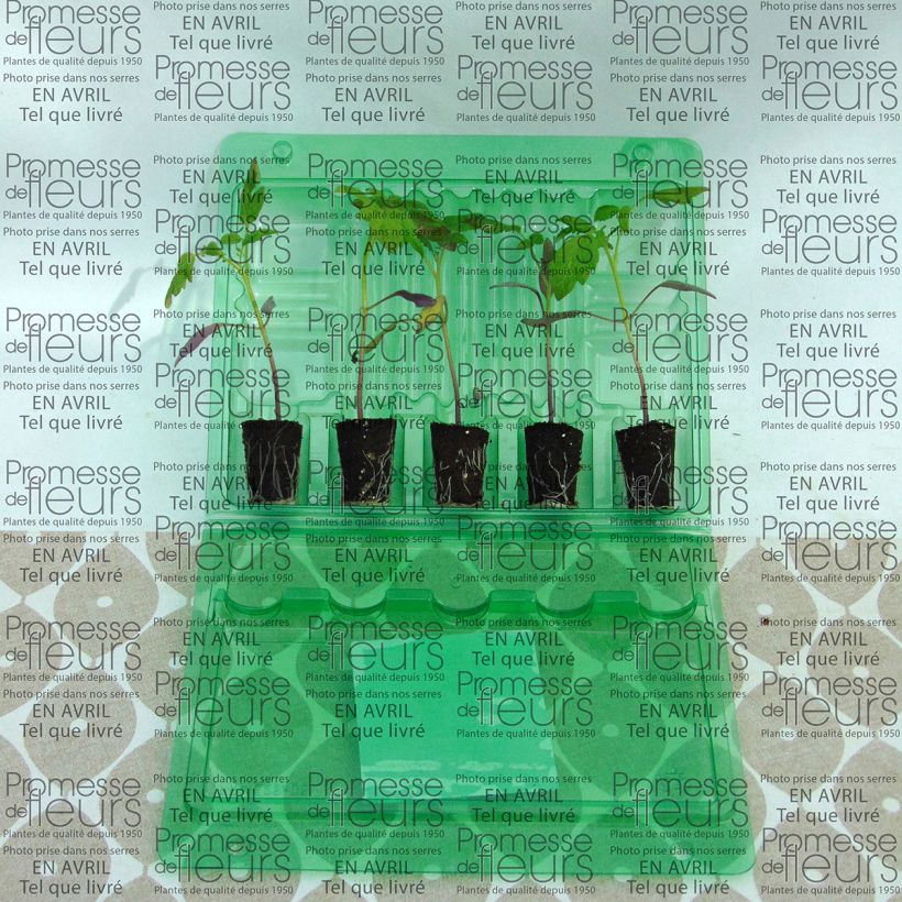 Beispiel eines Exemplars von Kirschtomate Stargold F1 Mini-Plug Ø 3/4 cm wie geliefert