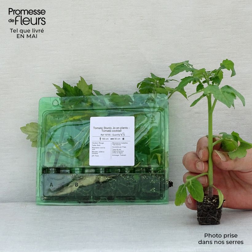 Exemplar von Tomate Sturdy Jo F1 Mini-Plug Ø 3/4 cm wie im Frühjahr geliefert