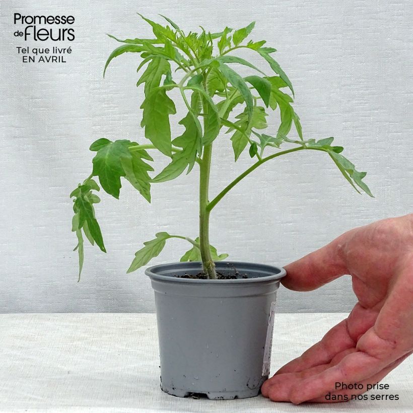 Example of Fleischtomate Supersteak F1 (Veredelte Tomate) Kleine Töpfe von 8/9 cm as you get in printemps