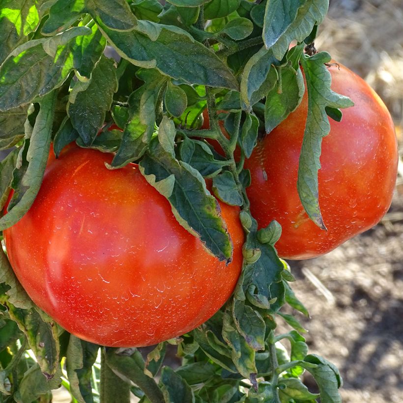 Fleischtomate Supersteak (Harvest)