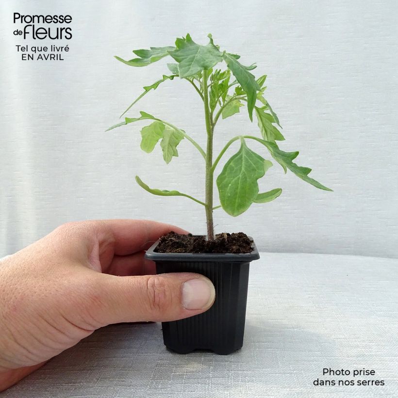 Example of Fleischtomate Supersteak F1 Kleine Töpfe von 7/8 cm as you get in printemps
