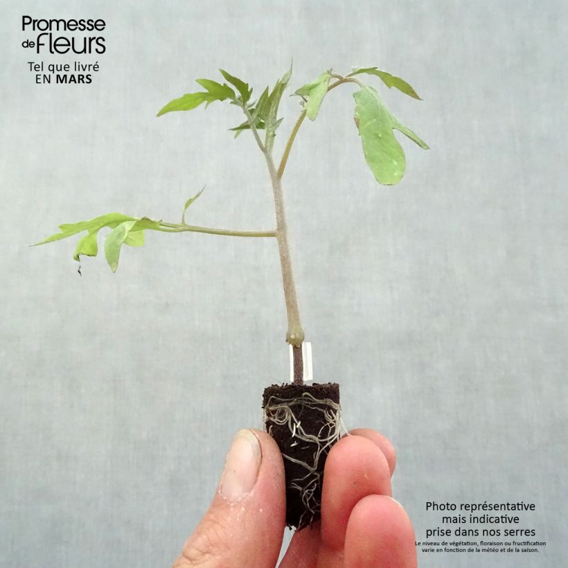 Example of Fleischtomate Supersteak F1 (Veredelte Tomate) Mini-Plug Ø 1,5/2,5 cm as you get in printemps